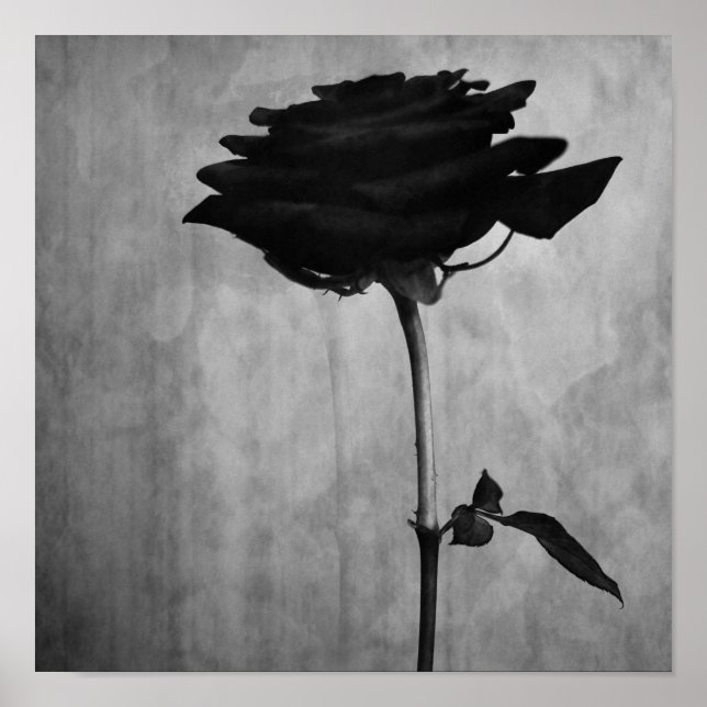 Poster Rose noir gothique (Devant)