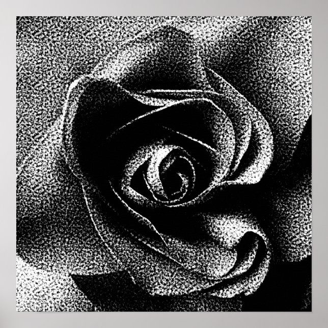 POSTER ROSE NOIRE (Devant)