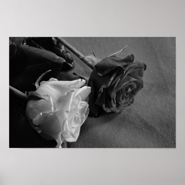 Poster Rose noire et blanche (Devant)