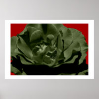Rose olive avec Arrière - plan texturé Anegelhair