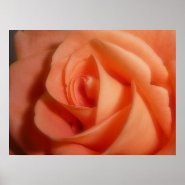 Poster Rose orange (Devant)