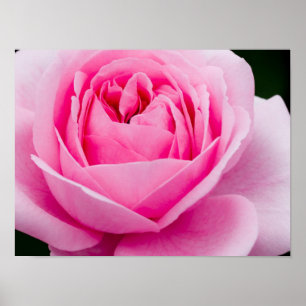 Poster rose Pastel