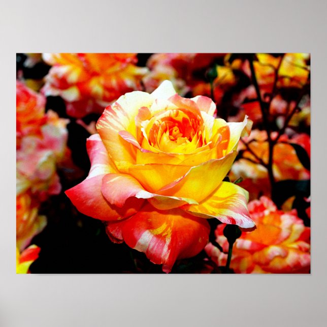 Poster Rose peint (Devant)