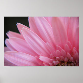 Poster rose pétale
