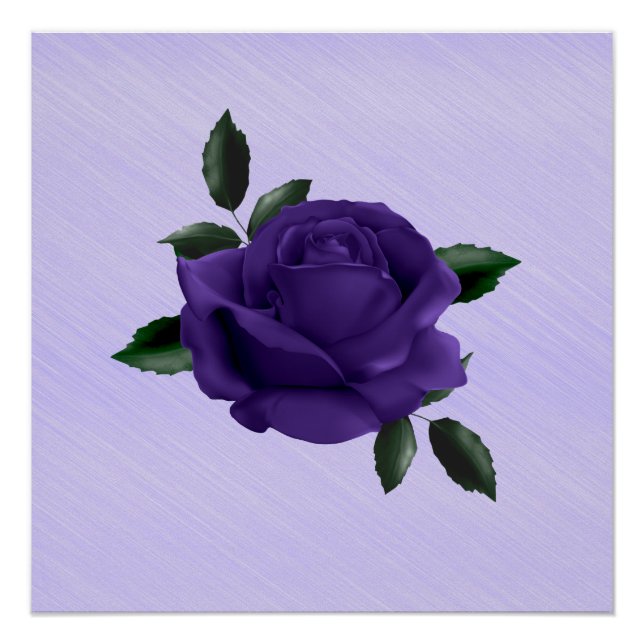 Poster Rose pourpre (Devant)