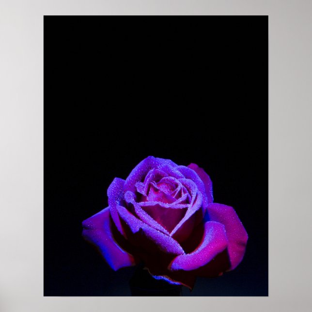 Poster Rose pourpre avec gouttes d'eau sur Arrière - plan (Devant)
