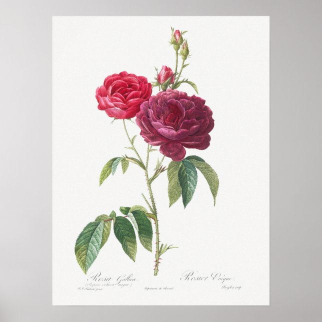 Poster Rose pourpre Rosa Gallica Pierre Joseph Redoute (Devant)