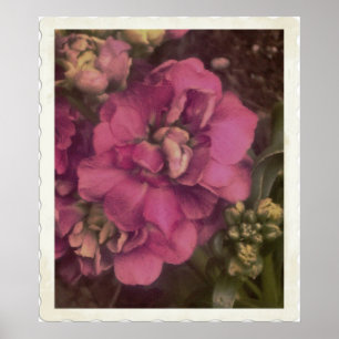 Poster rose précieux Peony