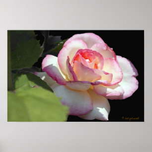 Poster Rose Princess