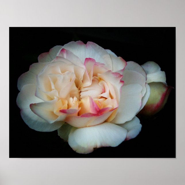 Poster Rose Pure Bliss (Devant)