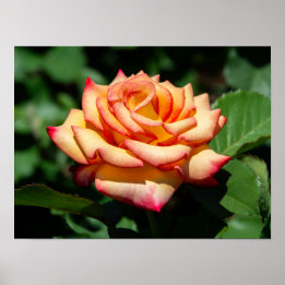 Poster Rose Rêve Réalisé