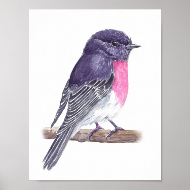 Poster Rose robin (Devant)