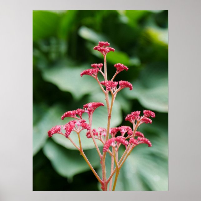 Poster rose Rodgersia (Devant)