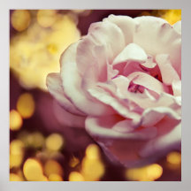 Rose romantique et Bokeh jaune doré