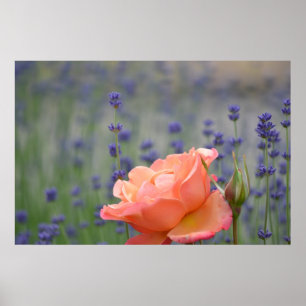 Poster Rose romantique et lavande