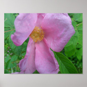 Poster Rose rose