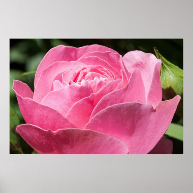 Poster Rose rose (Devant)