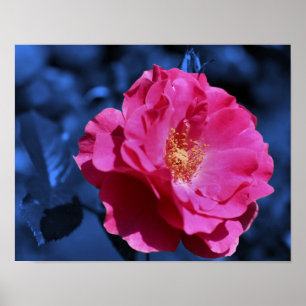 Poster Rose rose Abstraite Tint Fleur