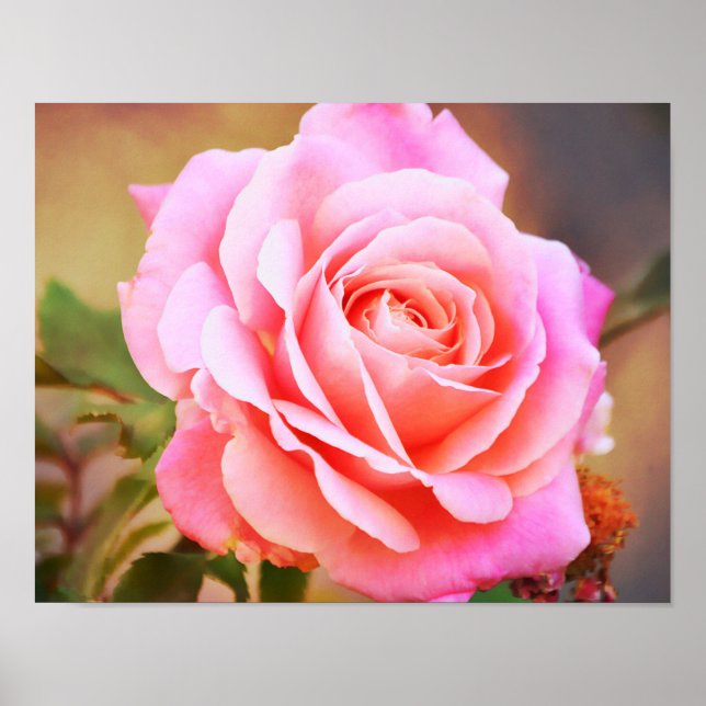 Poster Rose rose Antique Style Photographie Art Imprimer (Devant)