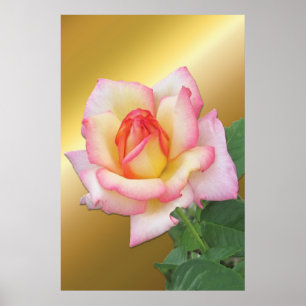 Poster Rose rose bicolore sur or