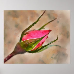 Poster Rose Rose Bud Jardin Aquarelle Style Art