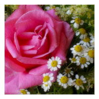 Rose rose chaud et marguerites blanches Photo