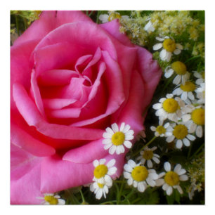 Poster Rose rose chaud et marguerites blanches Photo