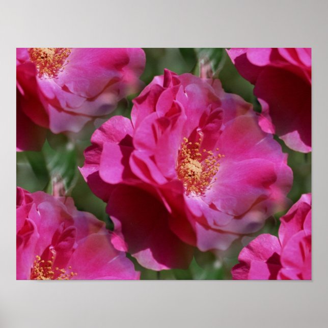 Poster Rose rose En Fleur (Devant)
