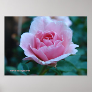 Poster Rose rose en vert