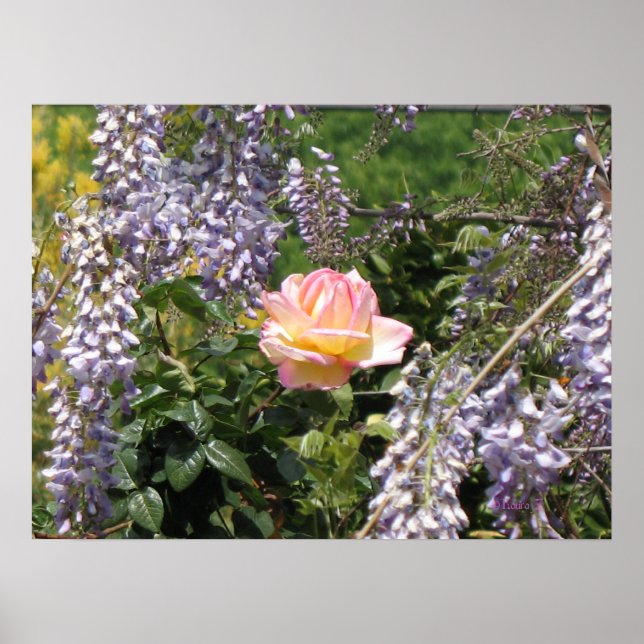 Poster Rose rose et mauve (Devant)