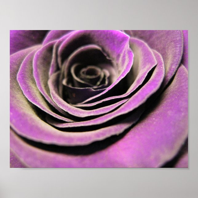 Poster Rose rose Lilac (Devant)