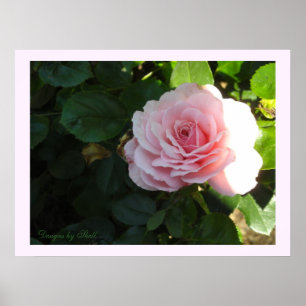 Poster Rose rose pâle