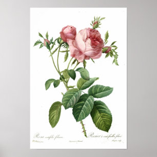 Poster Rose rose par Redoute