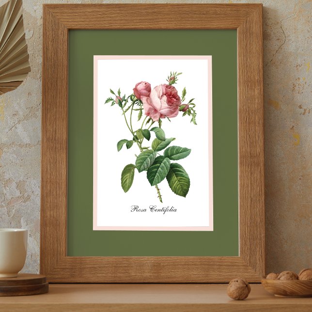 Poster Rose rose Pierre Redoute Botanique (Créateur téléchargé)
