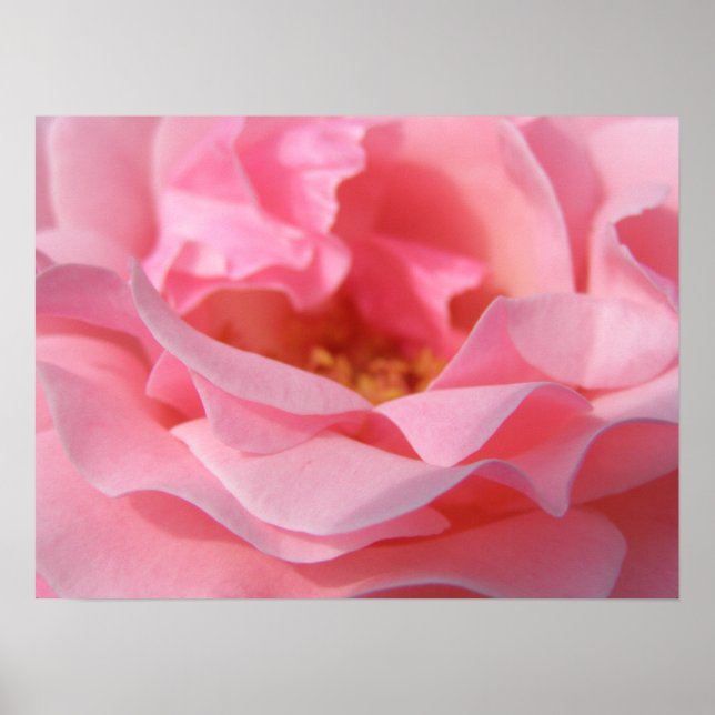 Poster Rose rose rose (Devant)