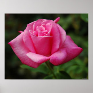 Poster Rose rose rose