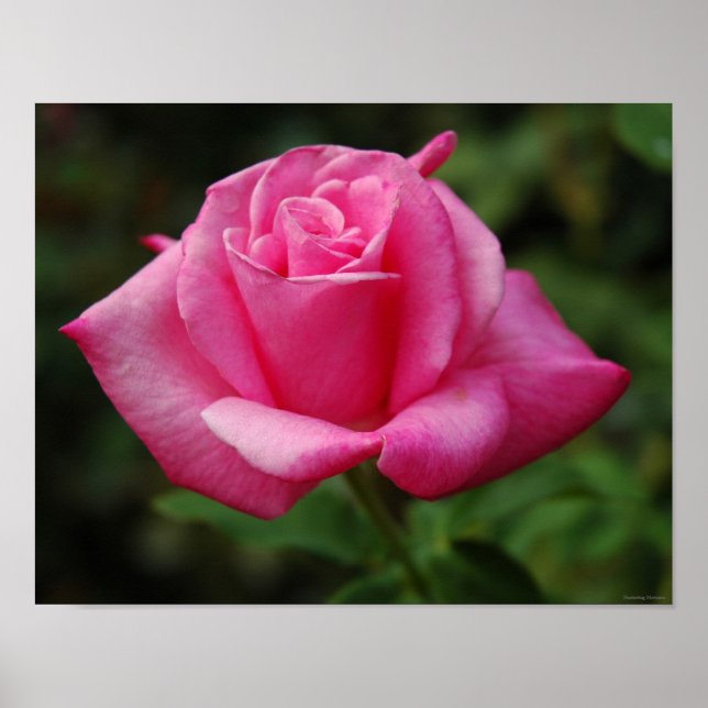 Poster Rose rose rose (Devant)