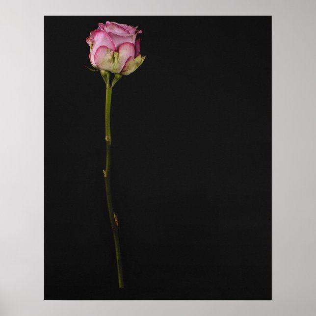 Poster Rose rose rose 3 (Devant)