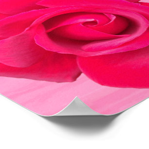 Poster Rose rose rouge romantique