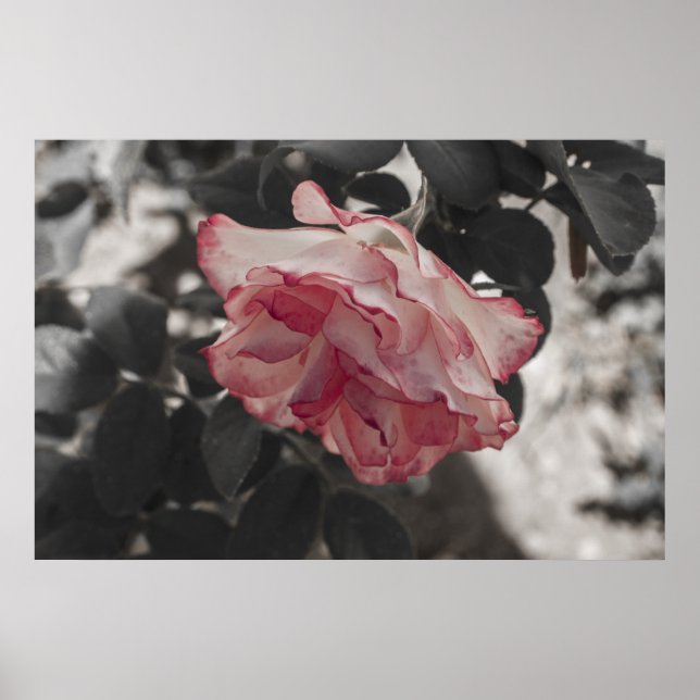 Poster Rose rose sur noir et blanc photo Arrière - plan (Devant)