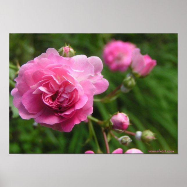 Poster rose Roses (Devant)