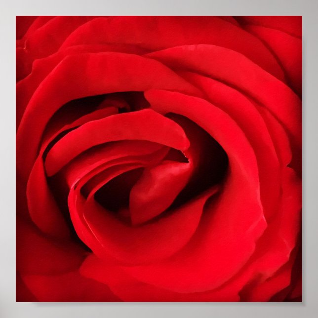 Poster Rose rouge (Devant)