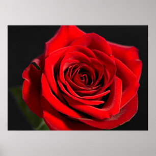 Poster Rose rouge