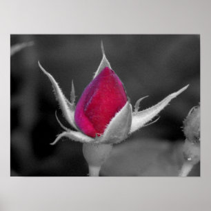 Poster Rose rouge