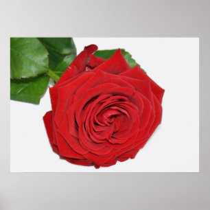 Poster Rose rouge