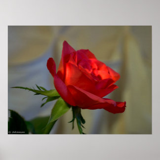 Poster Rose rouge