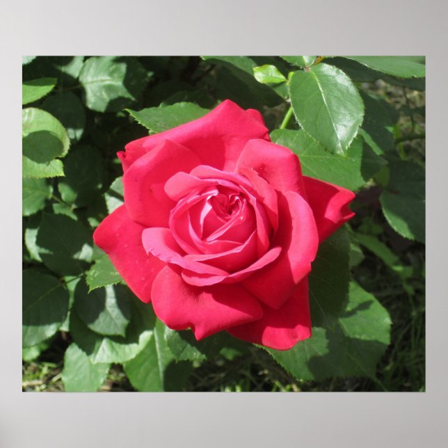 Poster Rose rouge (Devant)