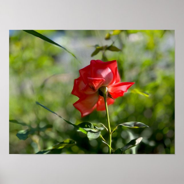 Poster Rose rouge (Devant)