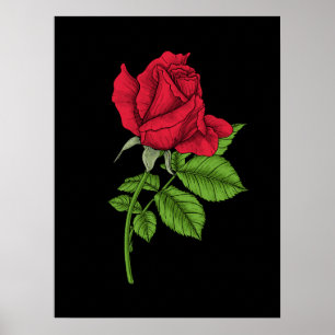 Poster Rose rouge