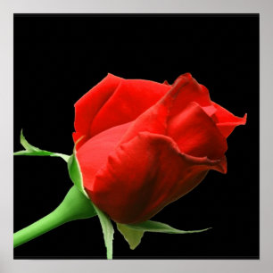 Poster Rose rouge
